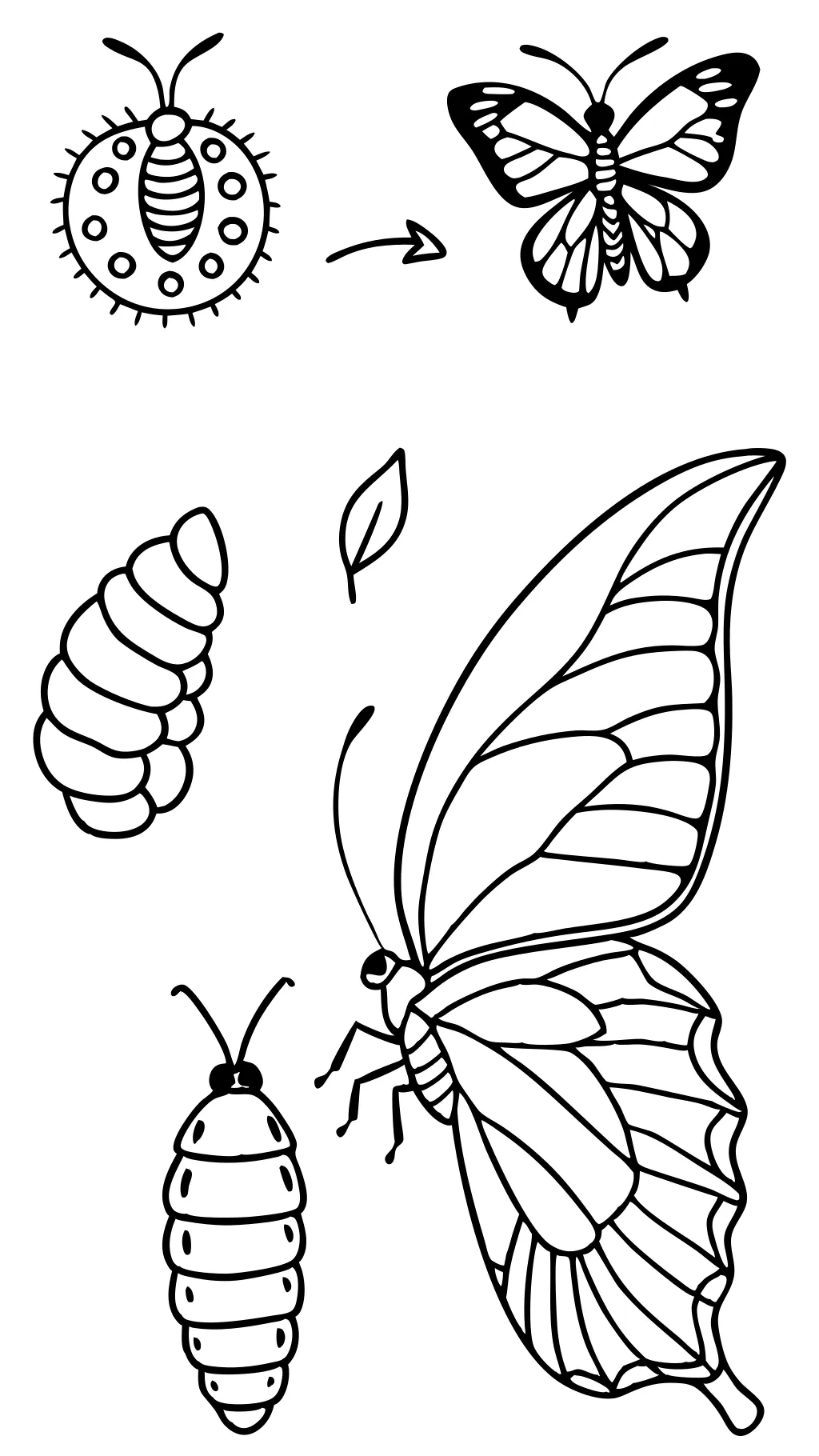 coloring page of butterfly life cycle